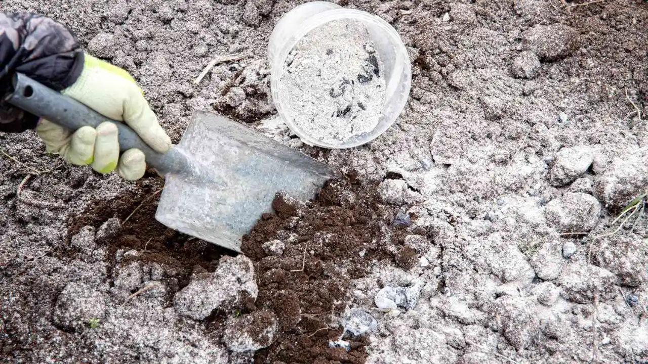 Is Charcoal Ash Good for Plants