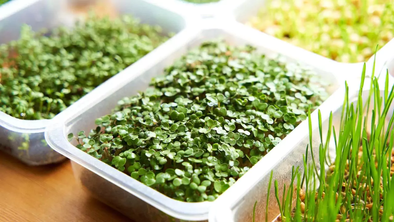 When to Harvest Chia Microgreens In 6 Easy Steps