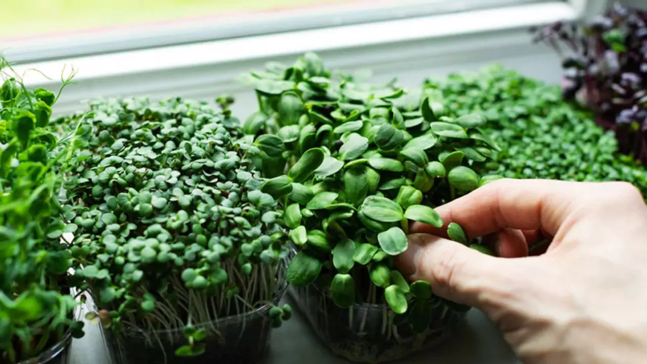 When to Harvest Chia Microgreens In 6 Easy Steps 2 Chia