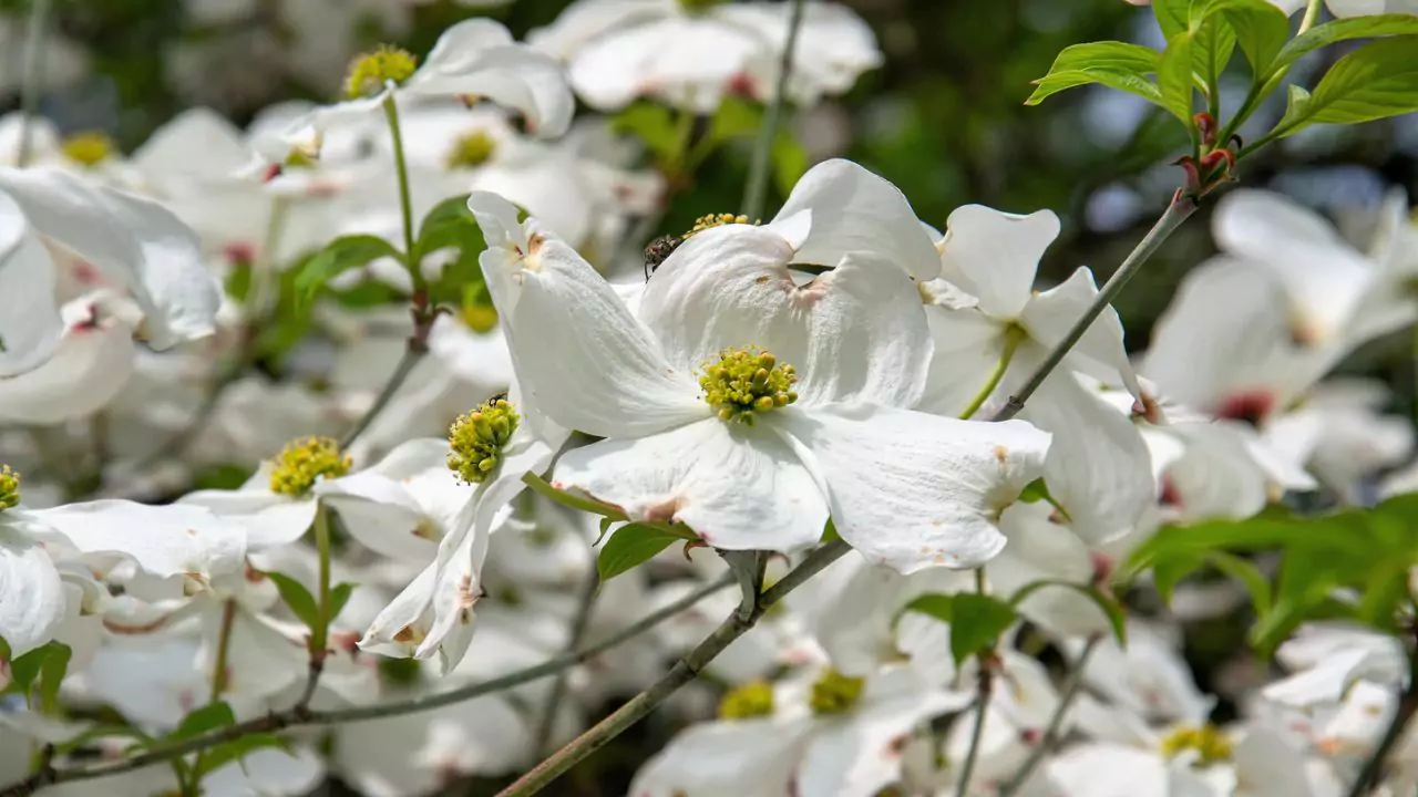 The Ultimate Forest Garden Guide