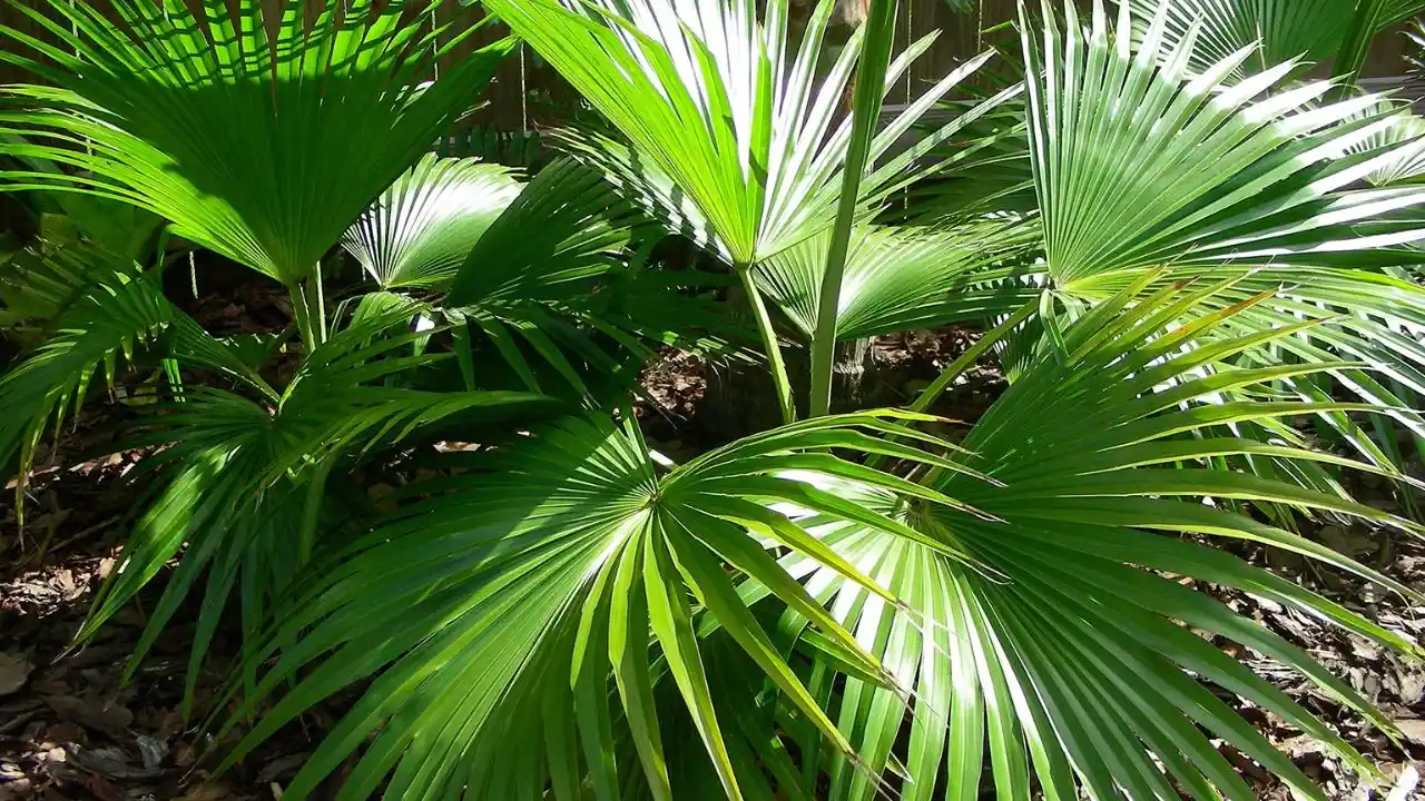 What Temperature Will Kill a Palm Tree 5 Chinese fan palm tree