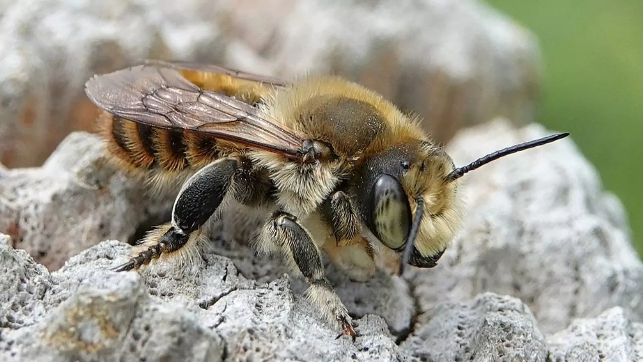 Coast leafcutter bee – Megachile maritima