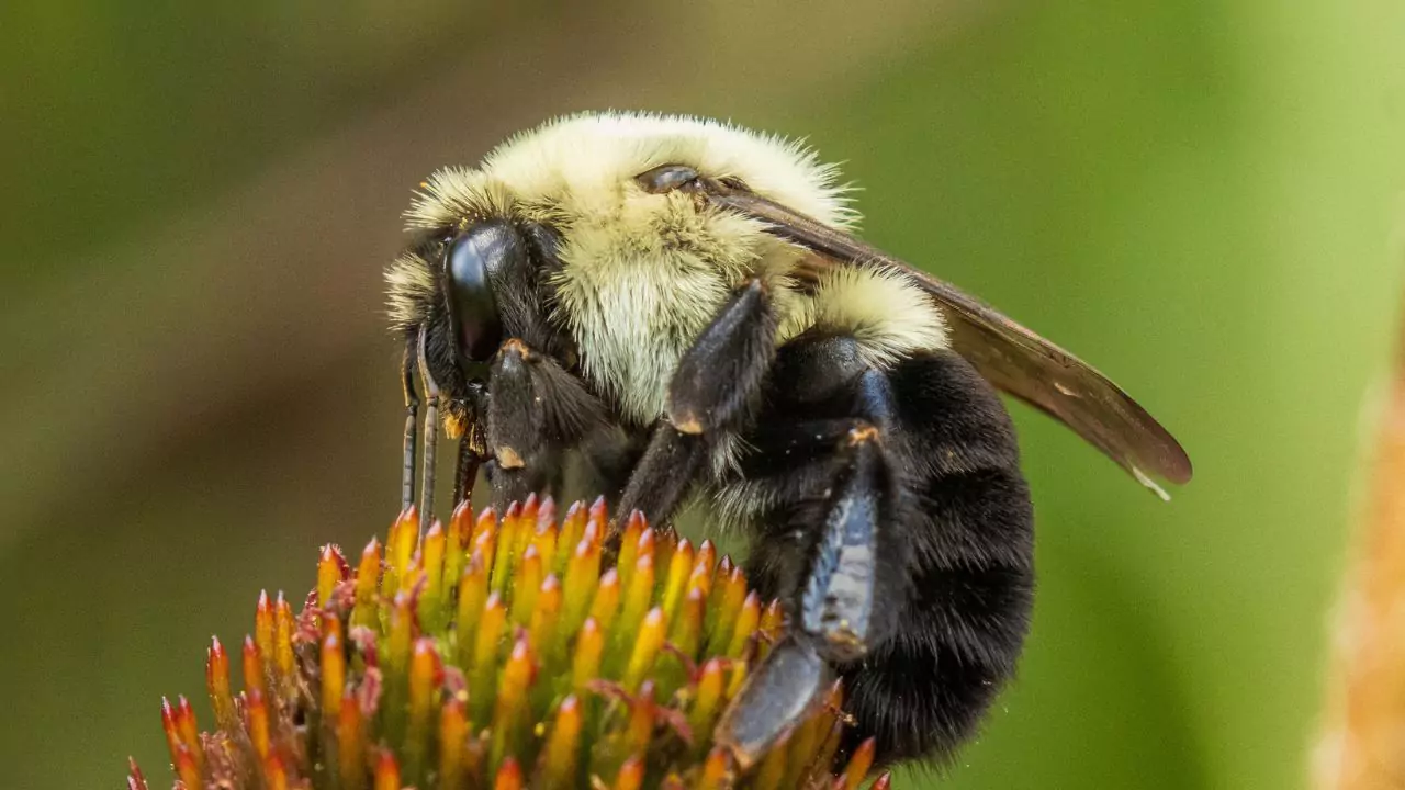 Common eastern bumblebee – Bombus impatiens