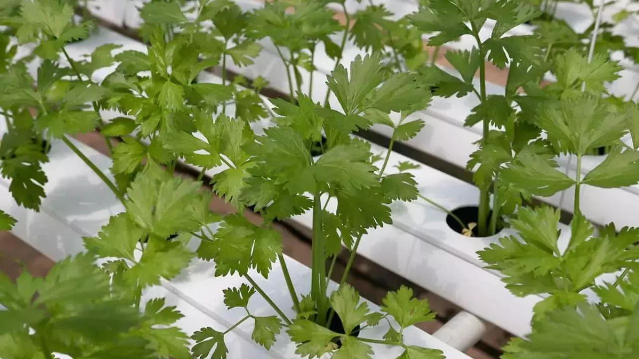 Coriander watering hydroponic