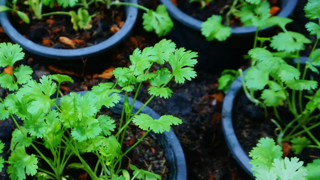 Does Coriander Need a lot Of Water