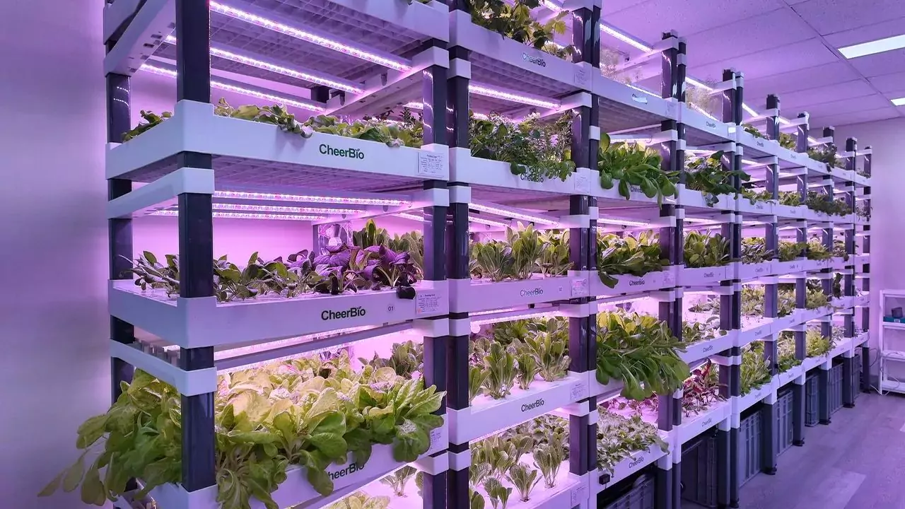 7 Tips for Growing Hydroponic Basil Quickly