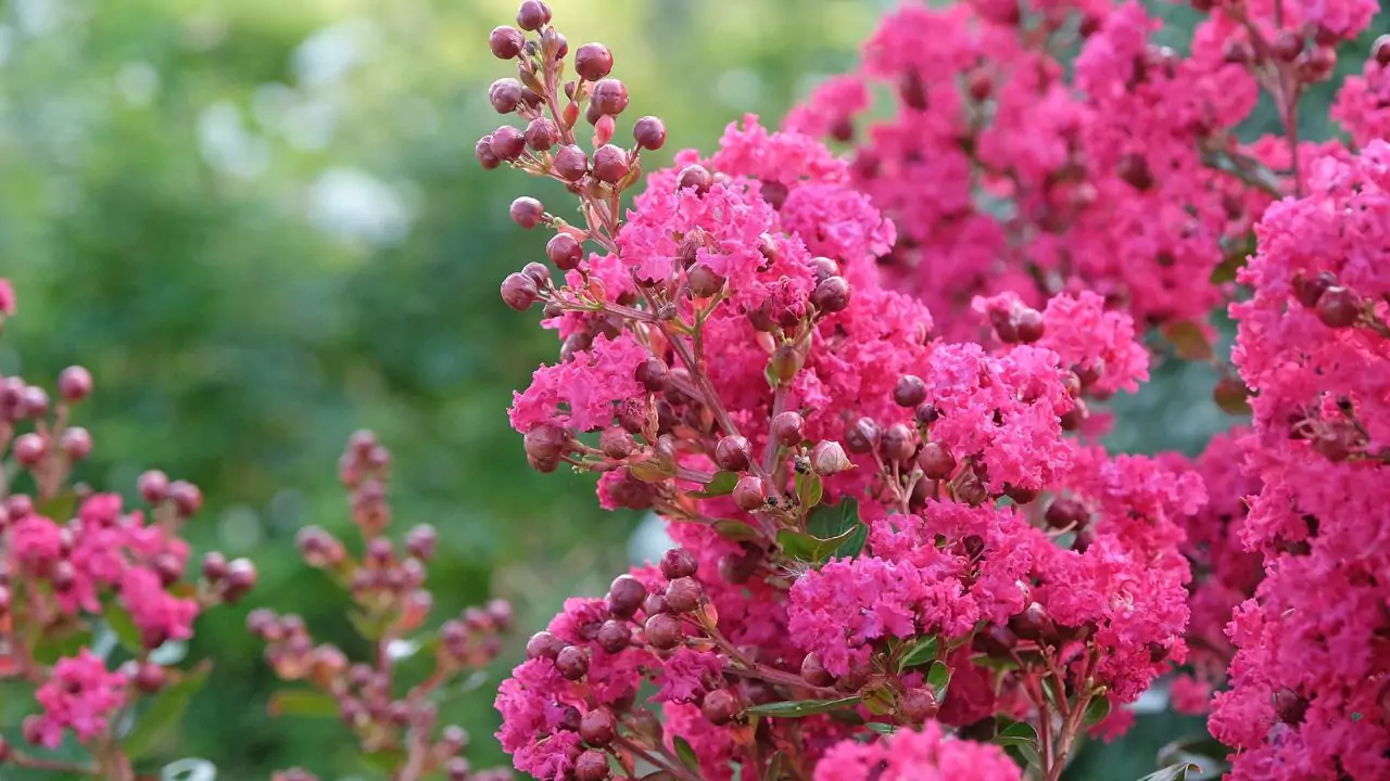 Crape Myrtle