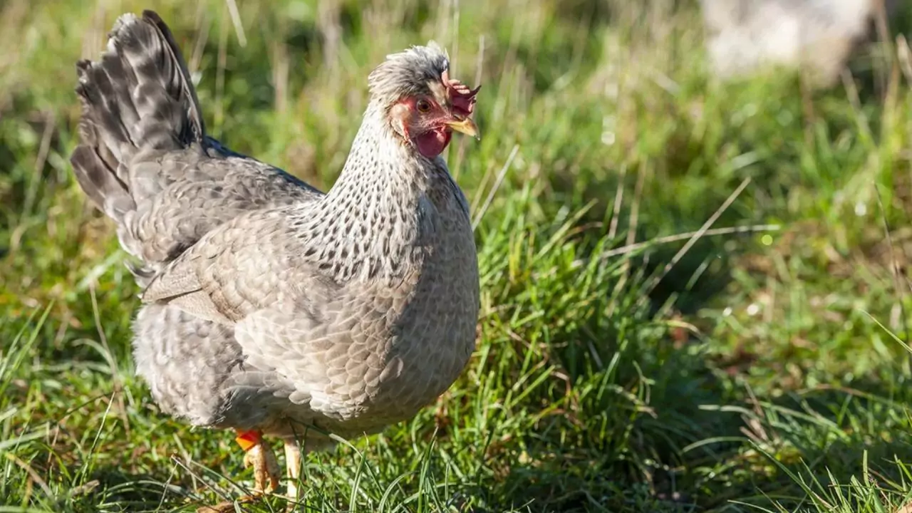 Cream Legbar chicken
