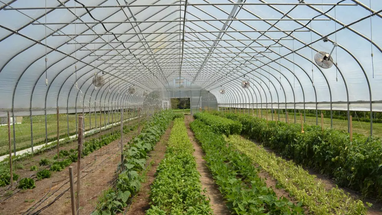 Crops in winter greenhouses