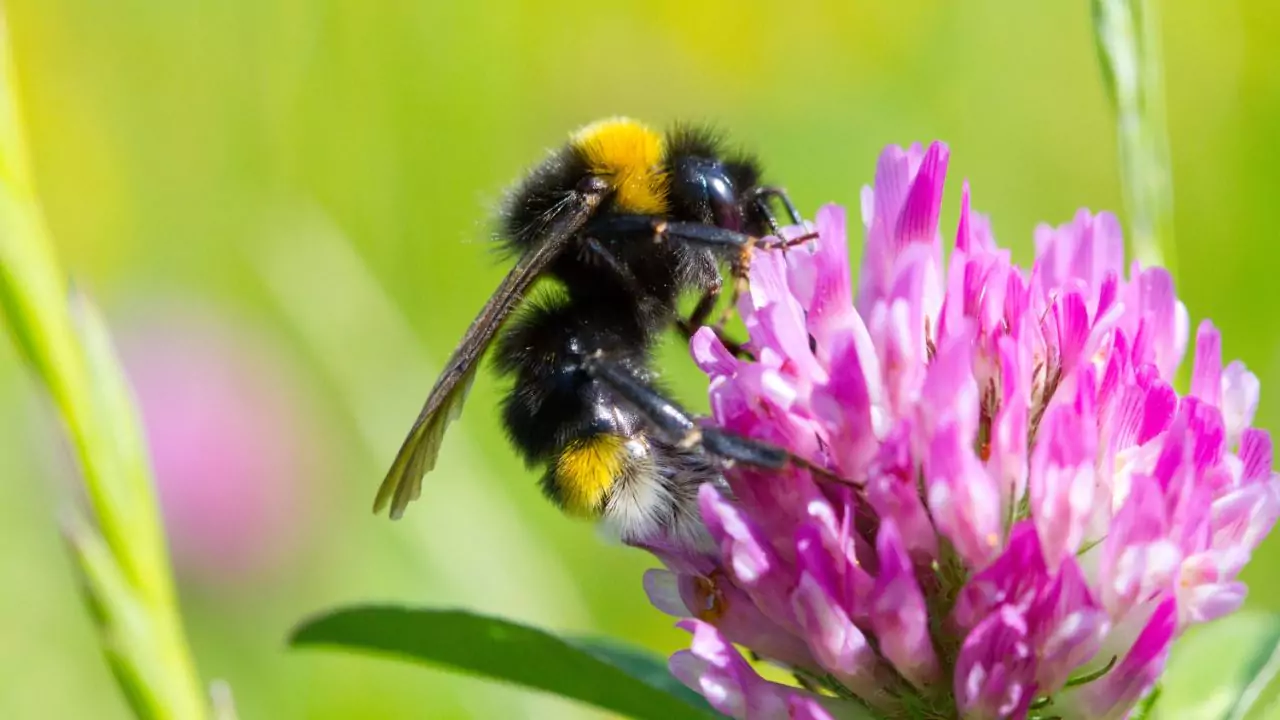 Cuckoo bumblebee – Bombus vestalis
