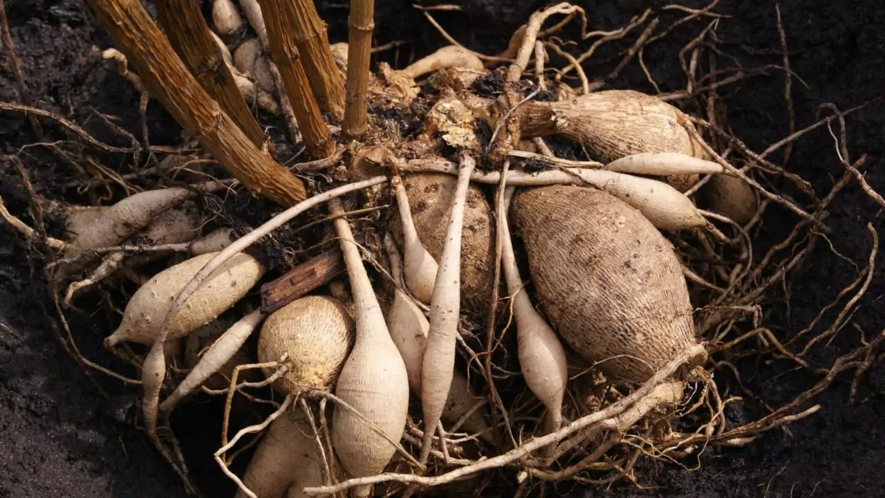 Dahlias In The Ground Over Winter