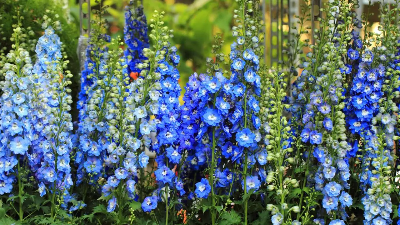 How to Grow Delphiniums