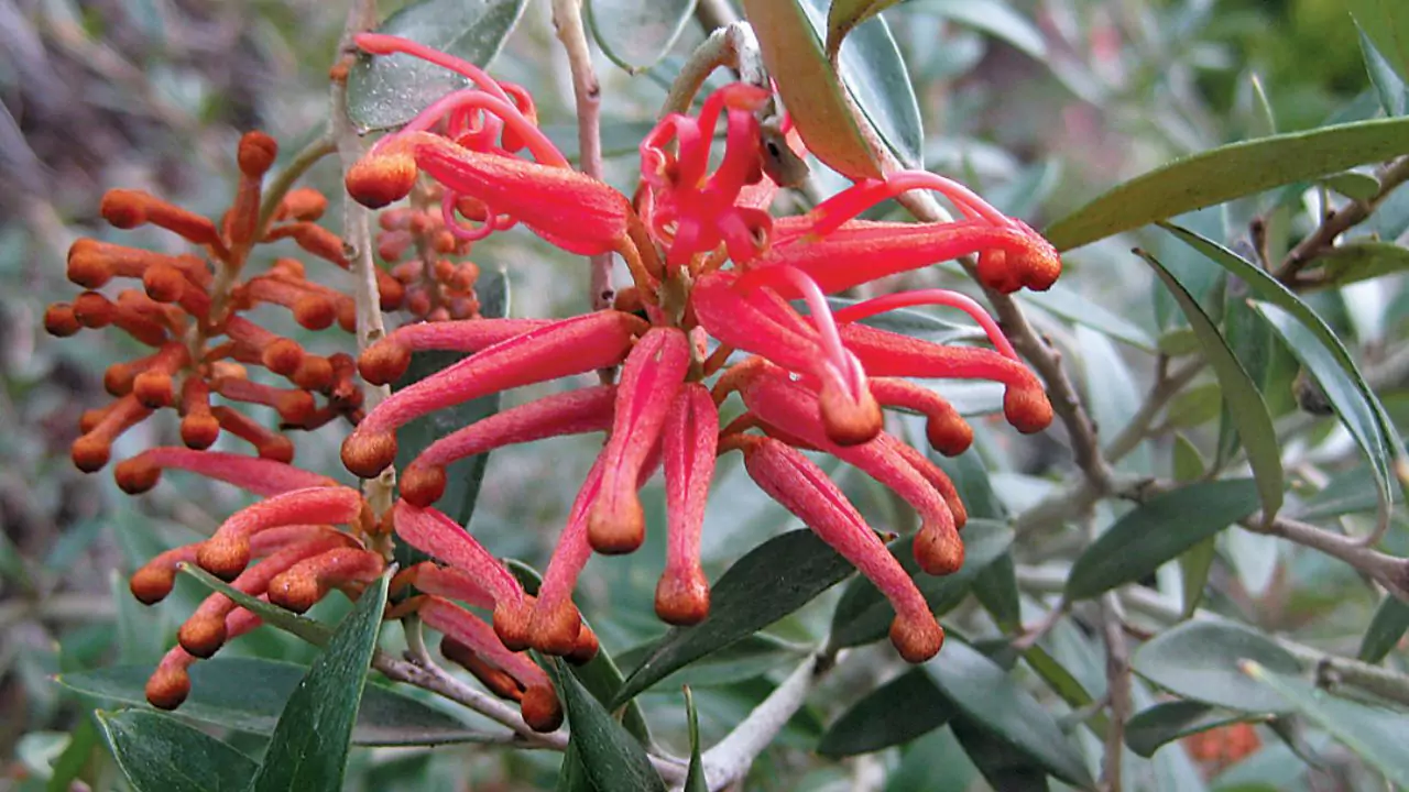 Desert Grevillea