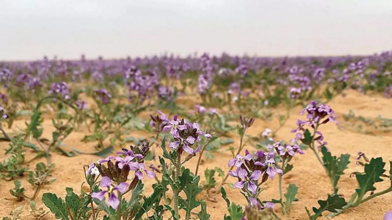 Desert Lavender
