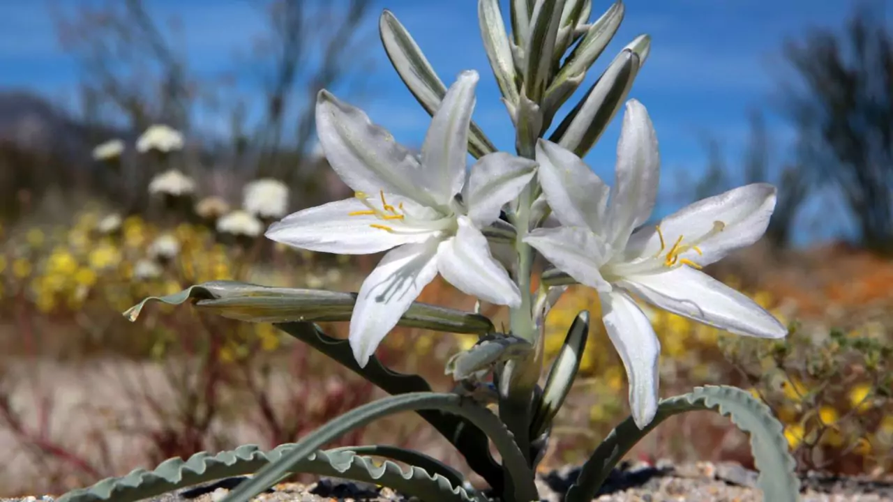 Desert Lily