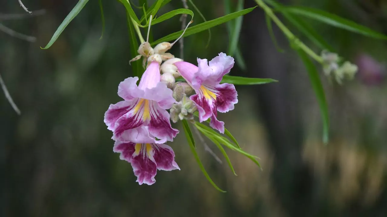 Desert Willow