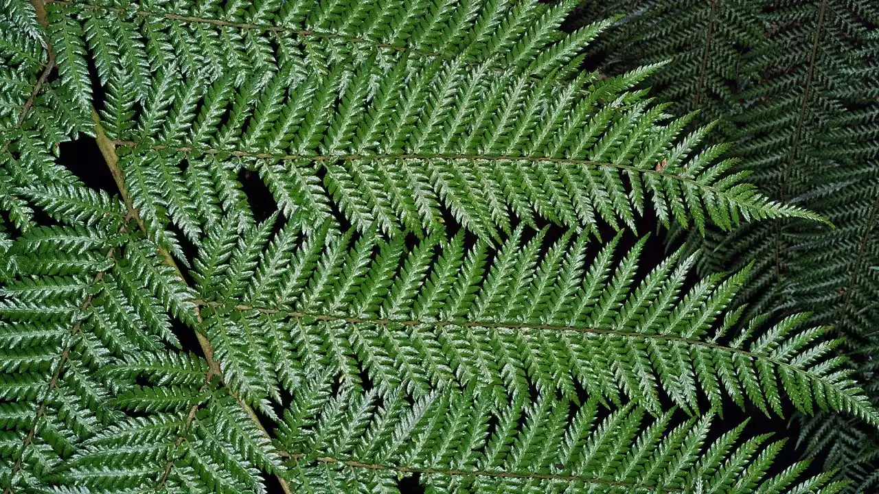 Growing Dicksonia Antarctica in Pots