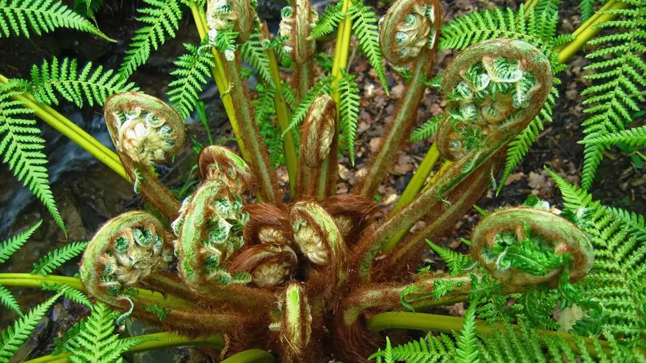 Dicksonia Antarctica