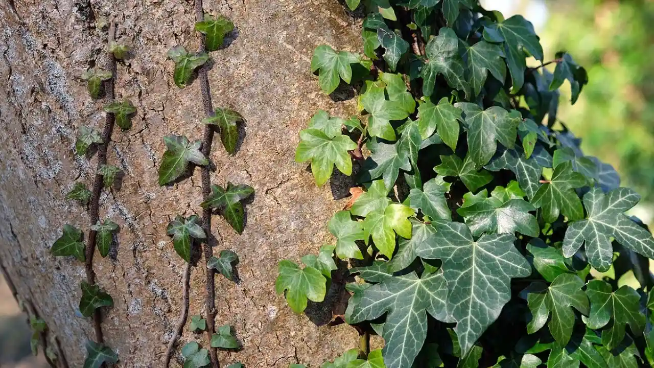 How to Quickly Kill and Remove Ivy From Trees and Walls