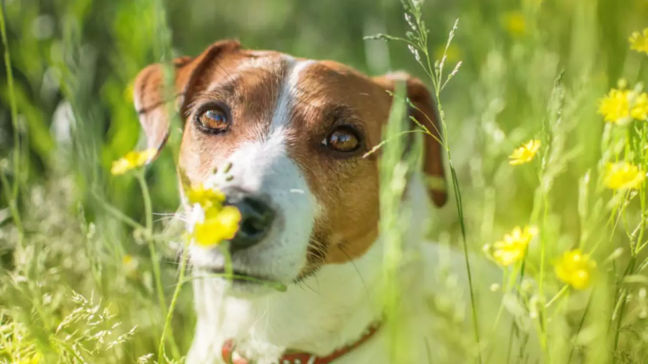 Are Grass Seeds Bad for Dogs