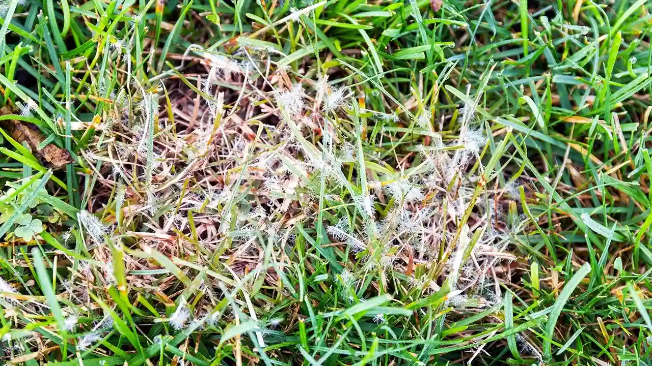 Dollar spot lawn