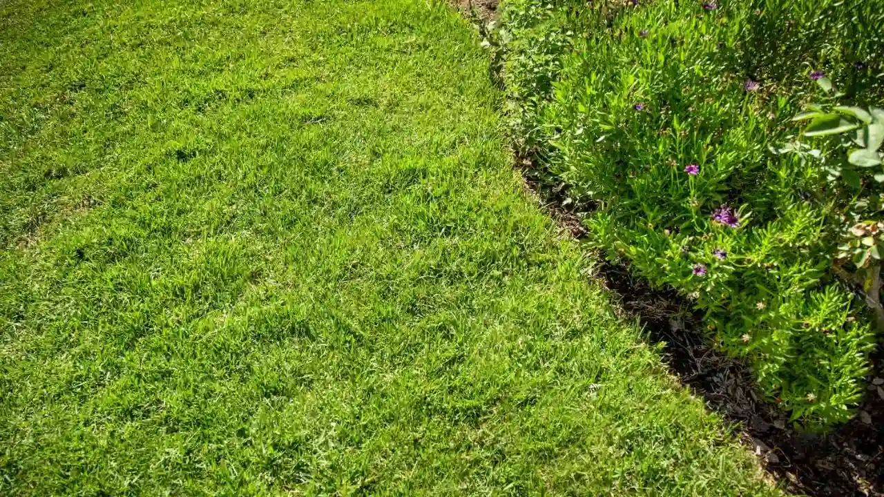 Is Your St Augustine Grass Turning Yellow? (This Maybe Why) 3 Dry St Augustine grass