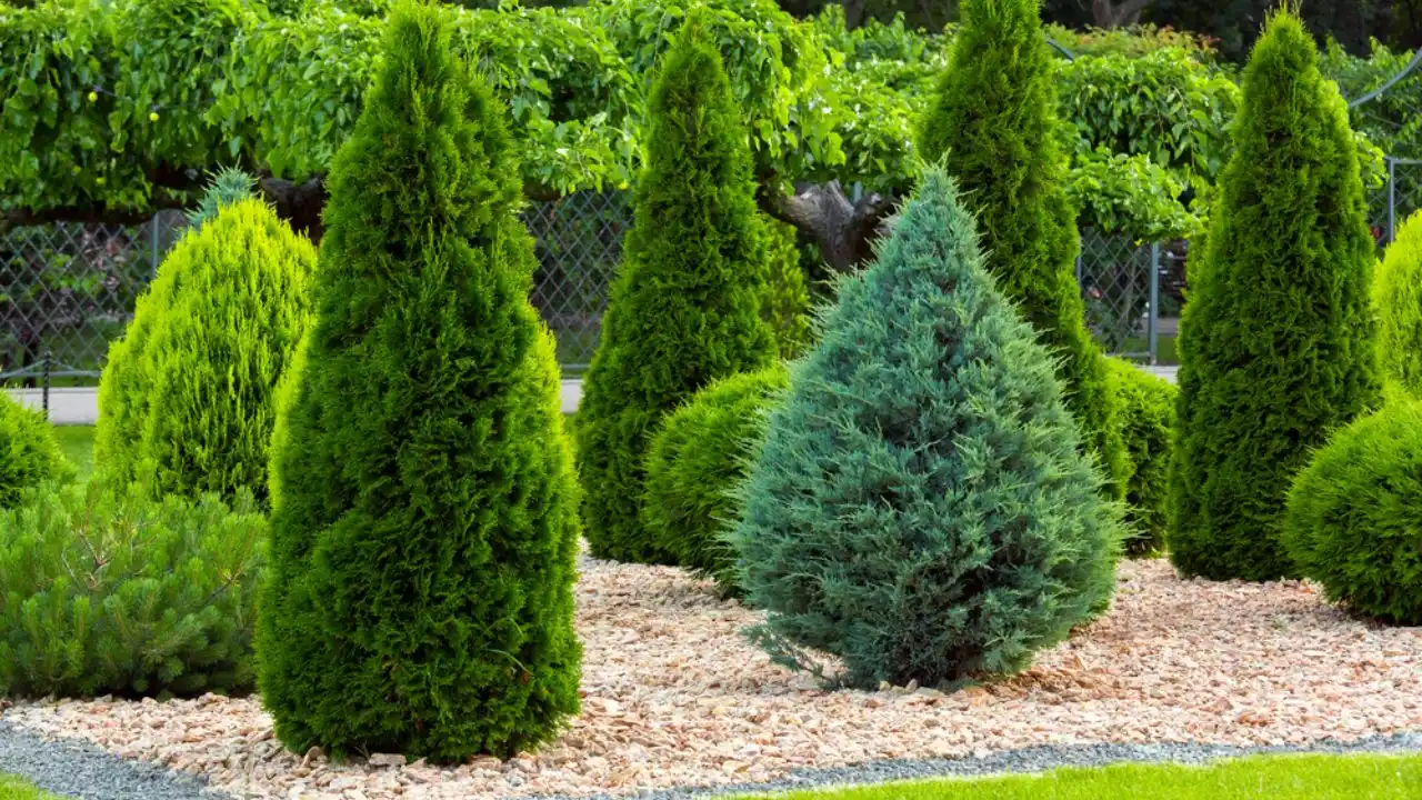 Can Potted Evergreens Survive Cold Falls and Winters? 2 Dwarf Arborvitae
