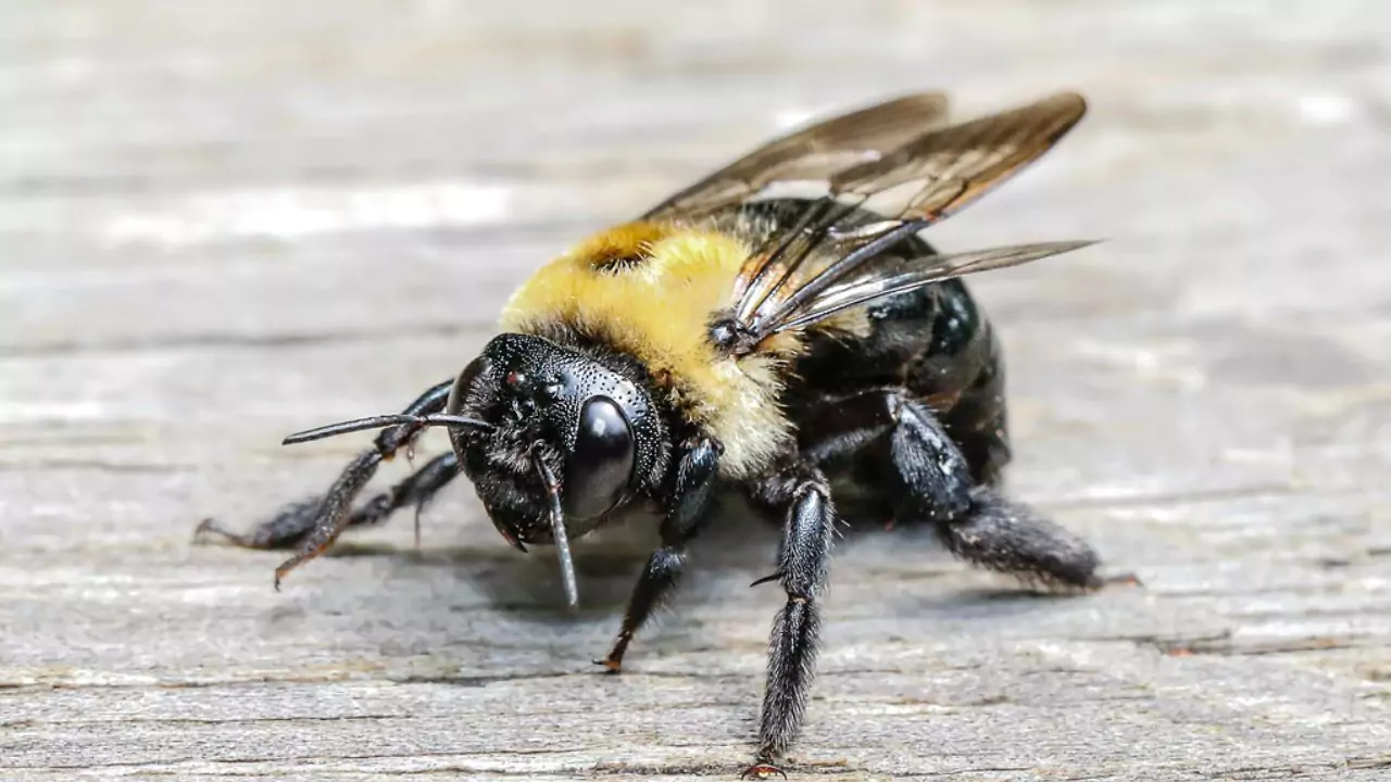 Eastern carpenter bee – Xylocopa virginica