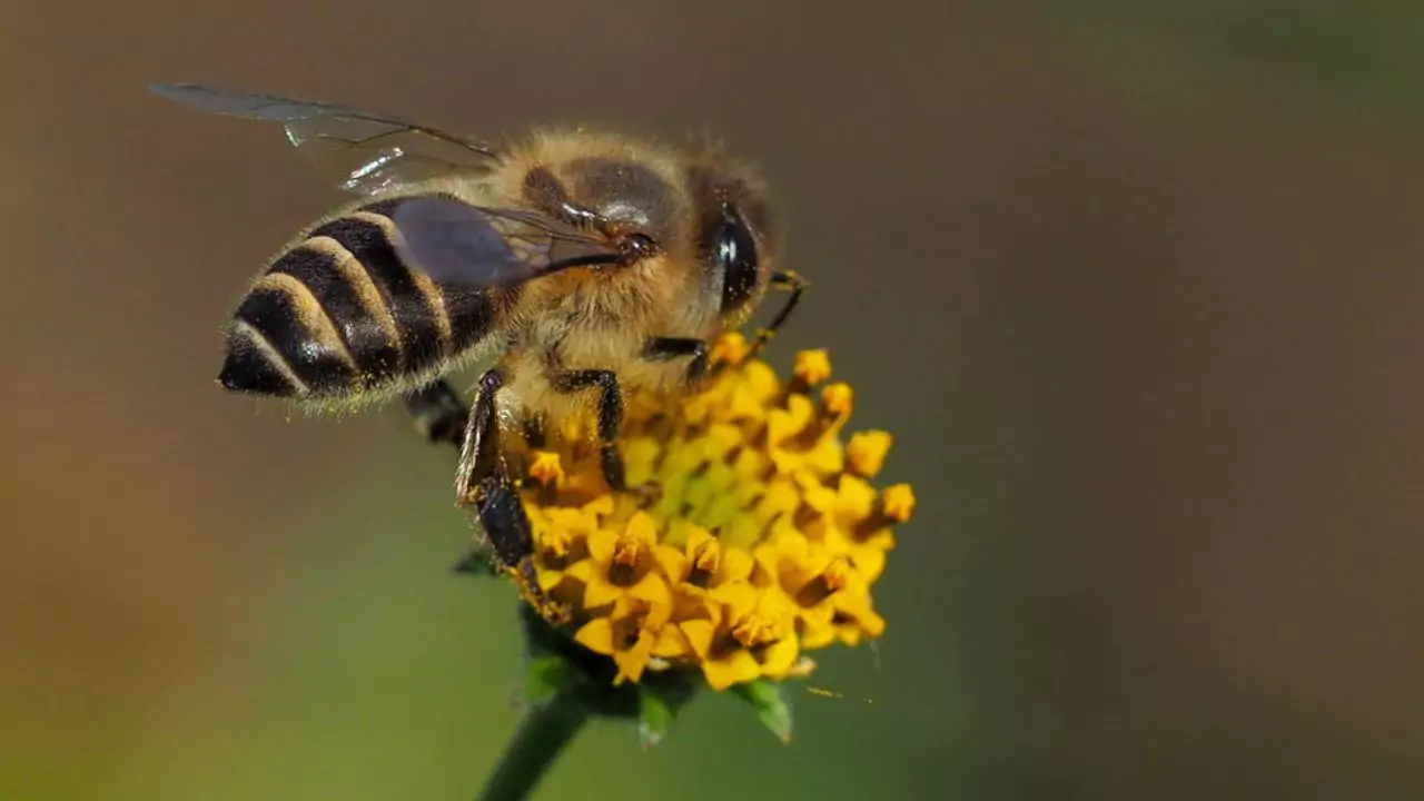 Eastern honey bee – Apis cerana