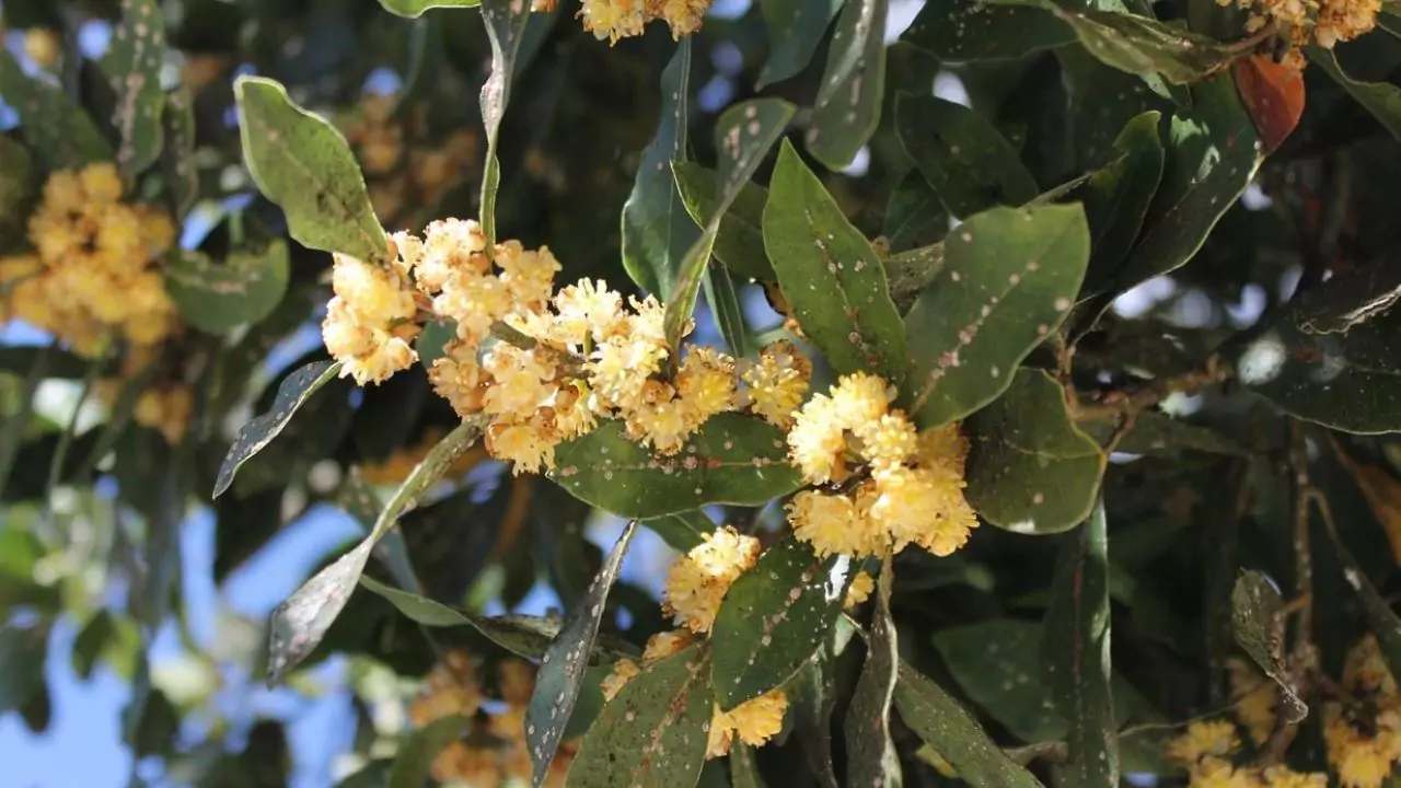 Are Bay Laurel Seeds Edible