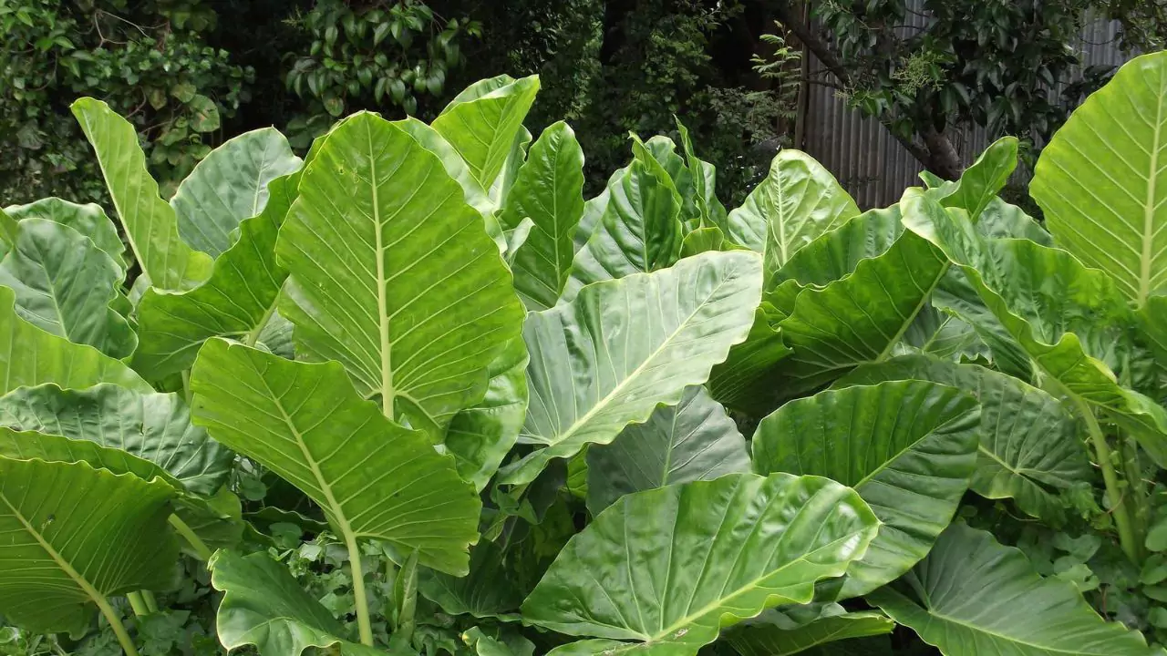 Elephant Ear