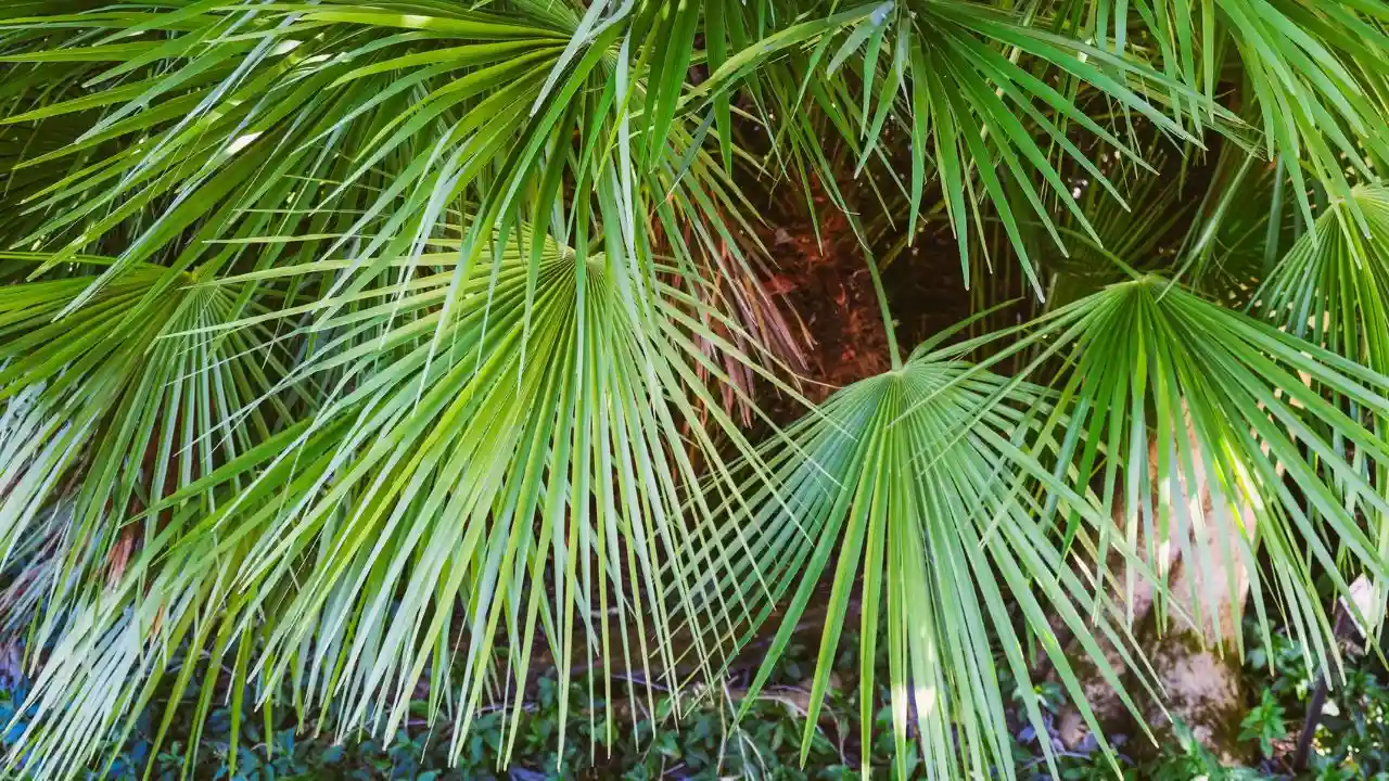 What Temperature Will Kill a Palm Tree 6 European fan palm tree