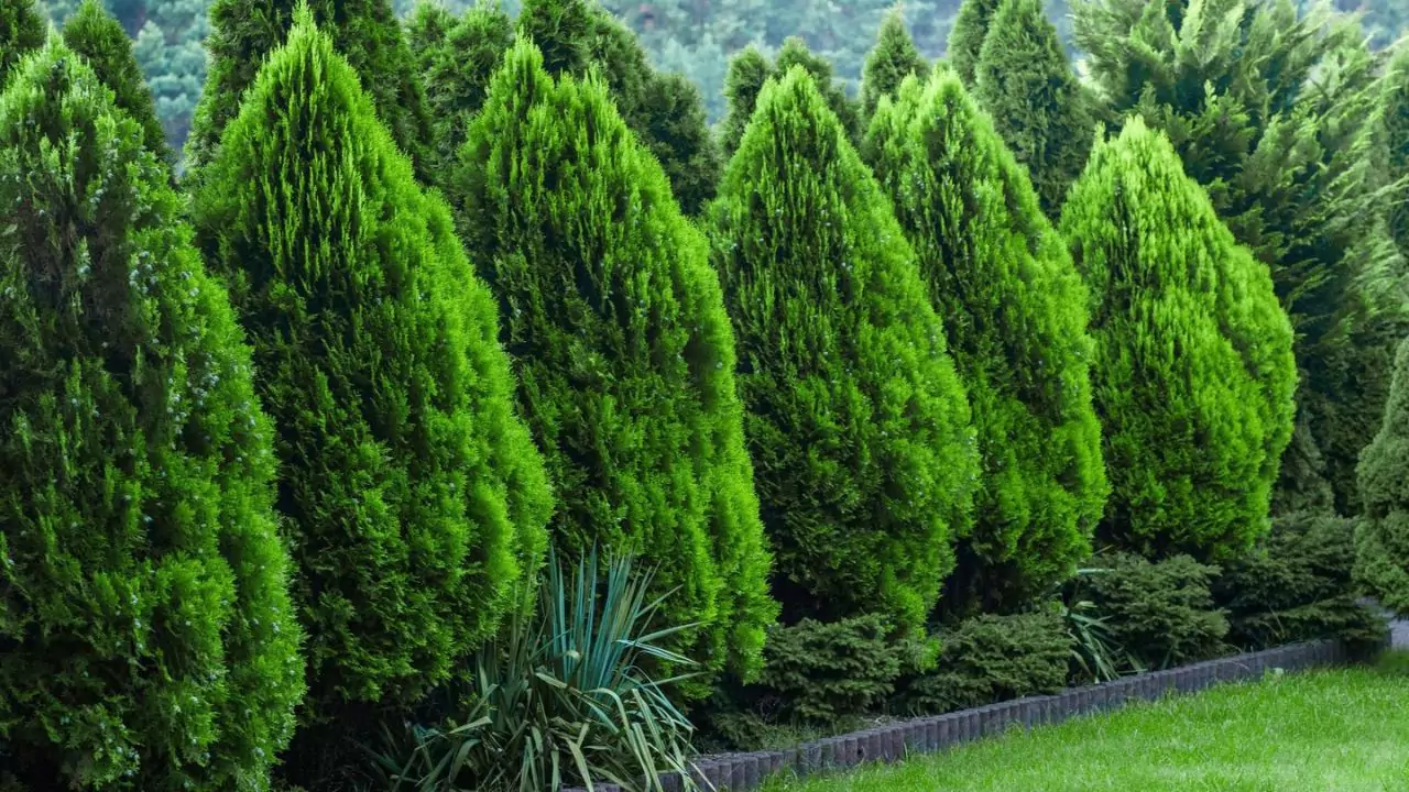 Can Potted Evergreens Survive Cold Falls and Winters? 1 Evergreen trees