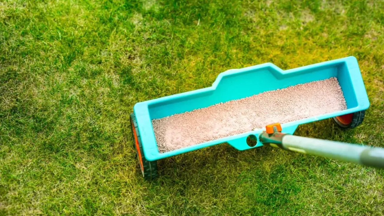 Does Fertilizer Help Grass Grow? 1 Fertilizing grass