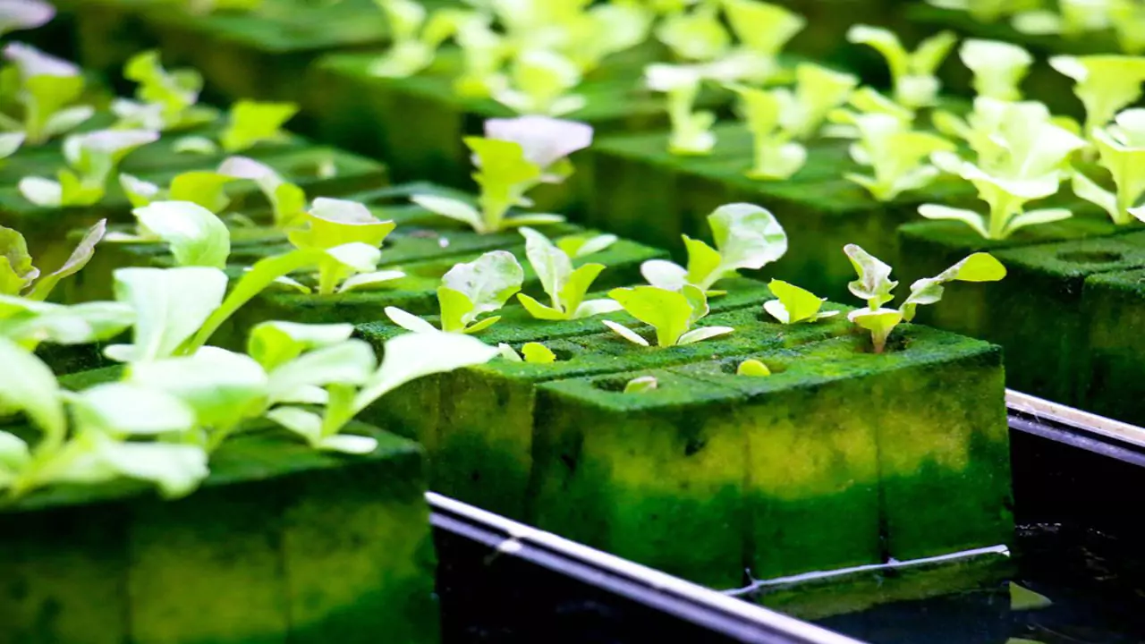 Floating styrofoam method