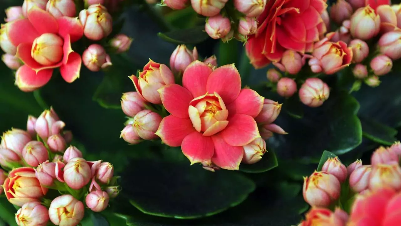 21 Succulent Bowl Planting Design Ideas 15 Flowering succulent