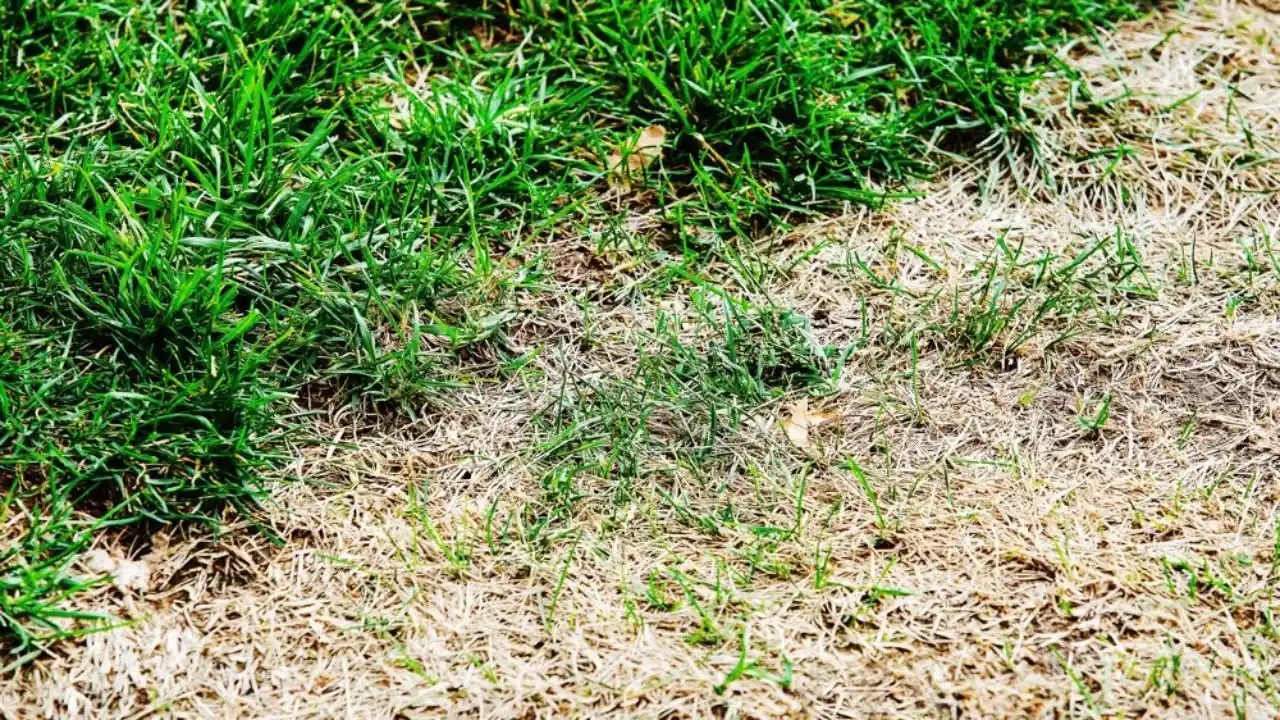 Is Your St Augustine Grass Turning Yellow? (This Maybe Why) 1 Fungal disease St Augustine lawn problems