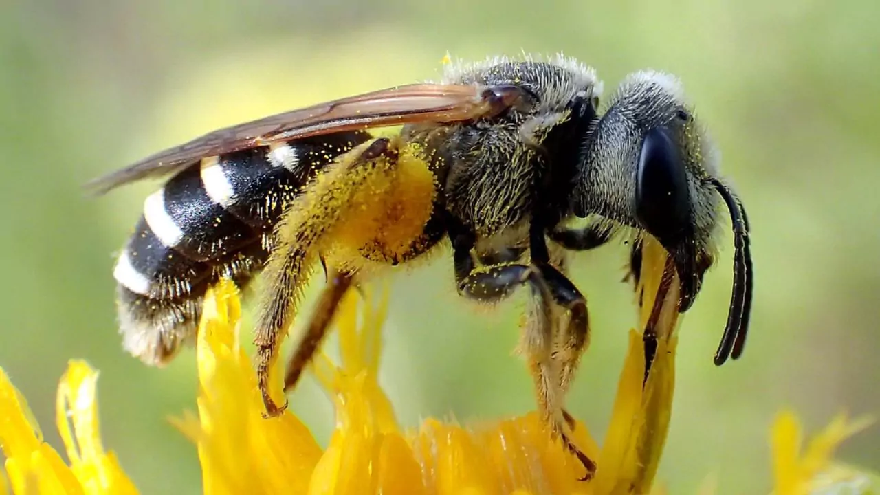 Furrow bee Halictus