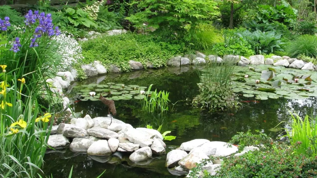 9 Reasons Why Your Pond Could Be Losing Water 1 Garden pond