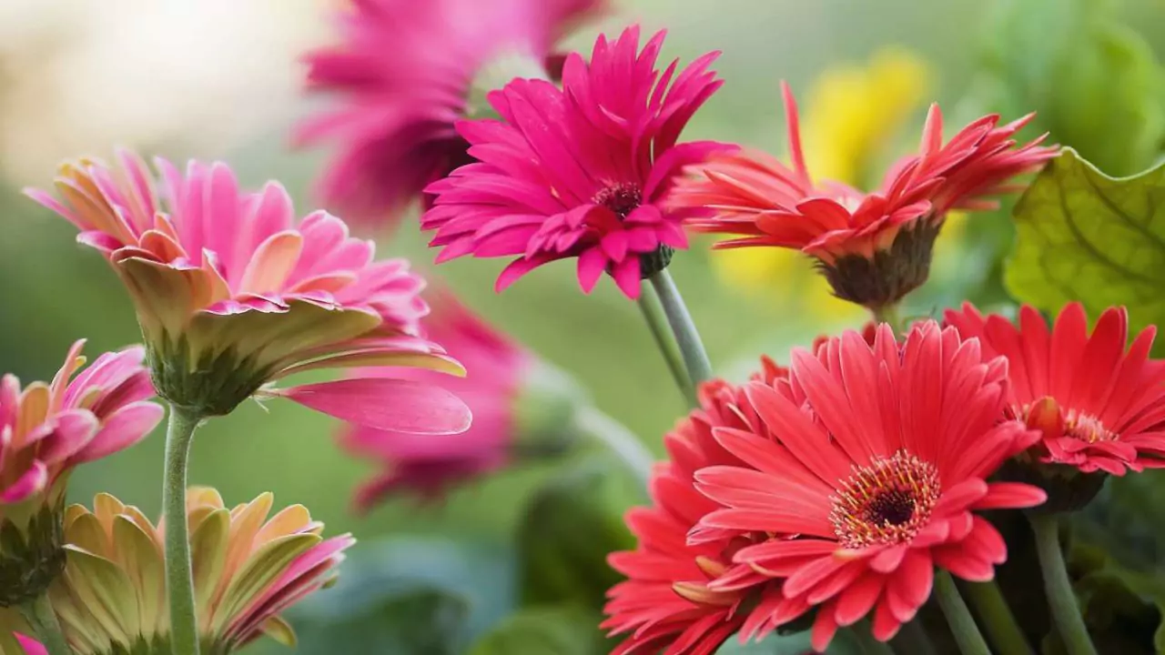 Organic Wedding Flower Arrangements (Alternatives) 10 Gerbera