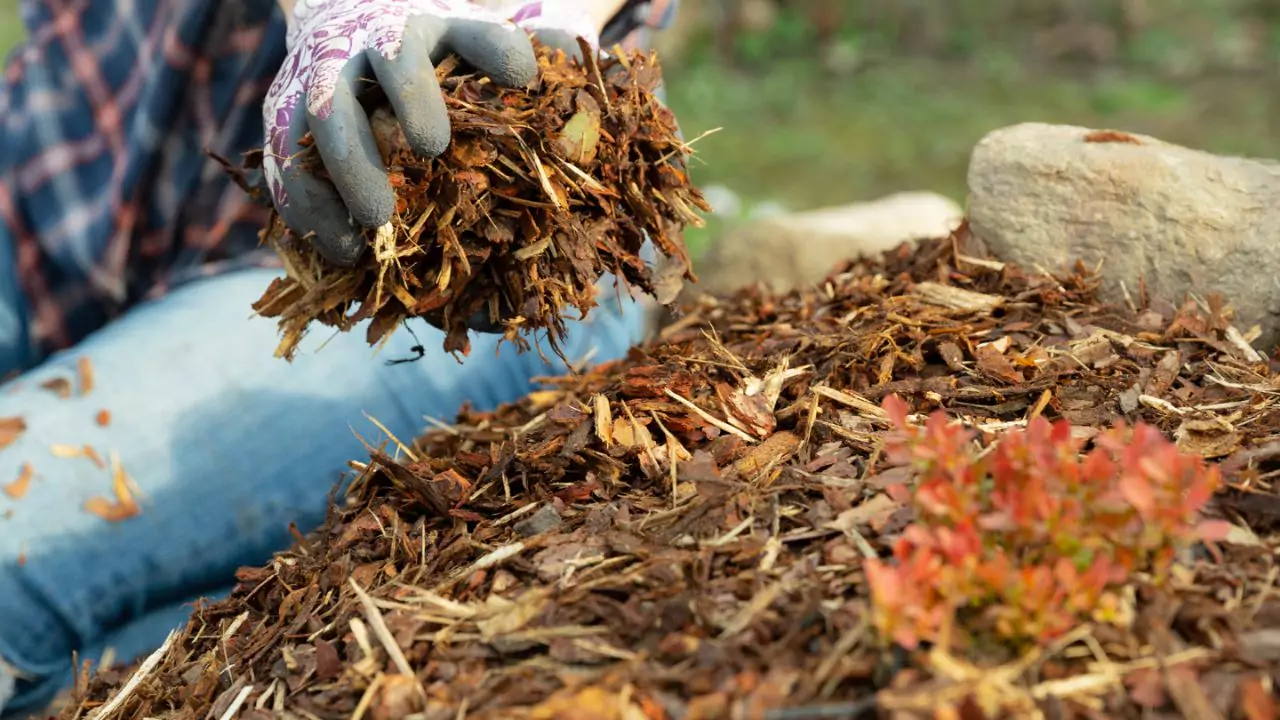 All You Need to Know About Cedar Mulch