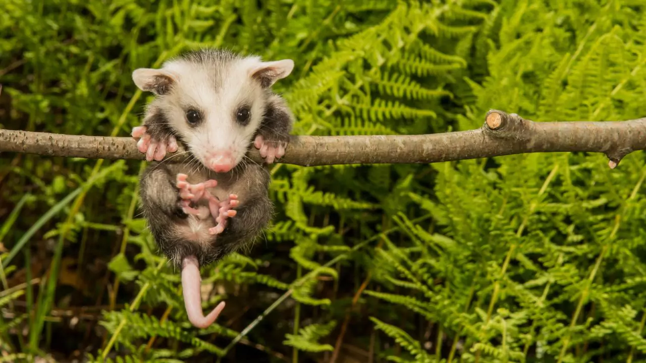 What Attracts Possums to Your Yard? 6 Get rid of possums – tips