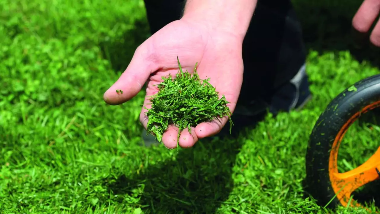 Can I Throw Grass Clippings in the Garbage