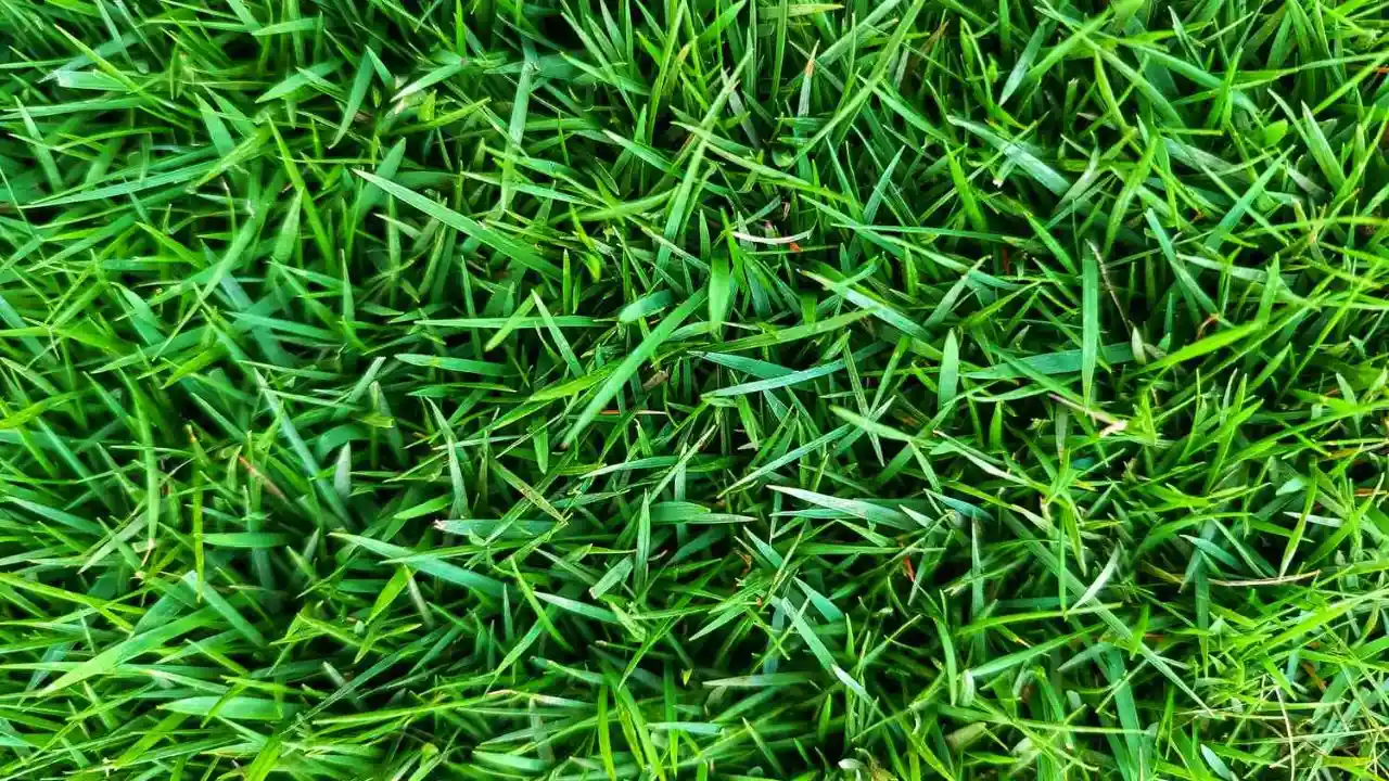 How Often to Mow Lawn in Winter