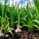 Growers Guide for Green Garlic