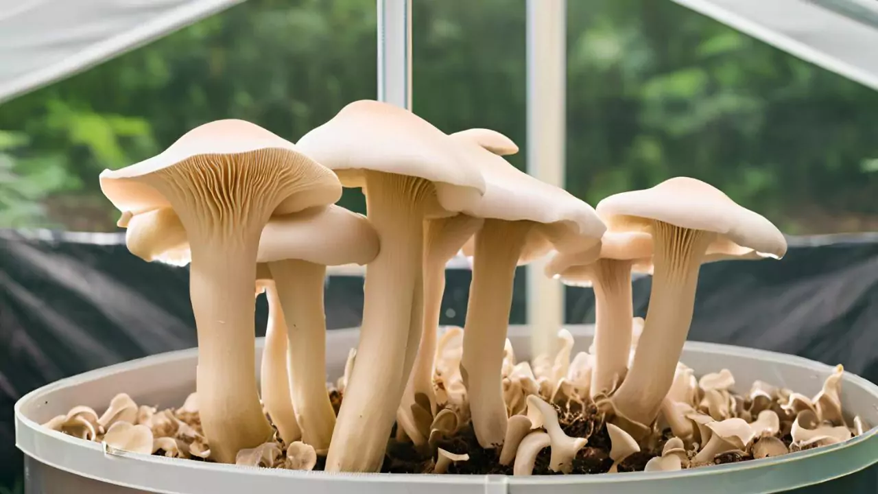 7 Tips For Growing Mushrooms Indoors For The First Time