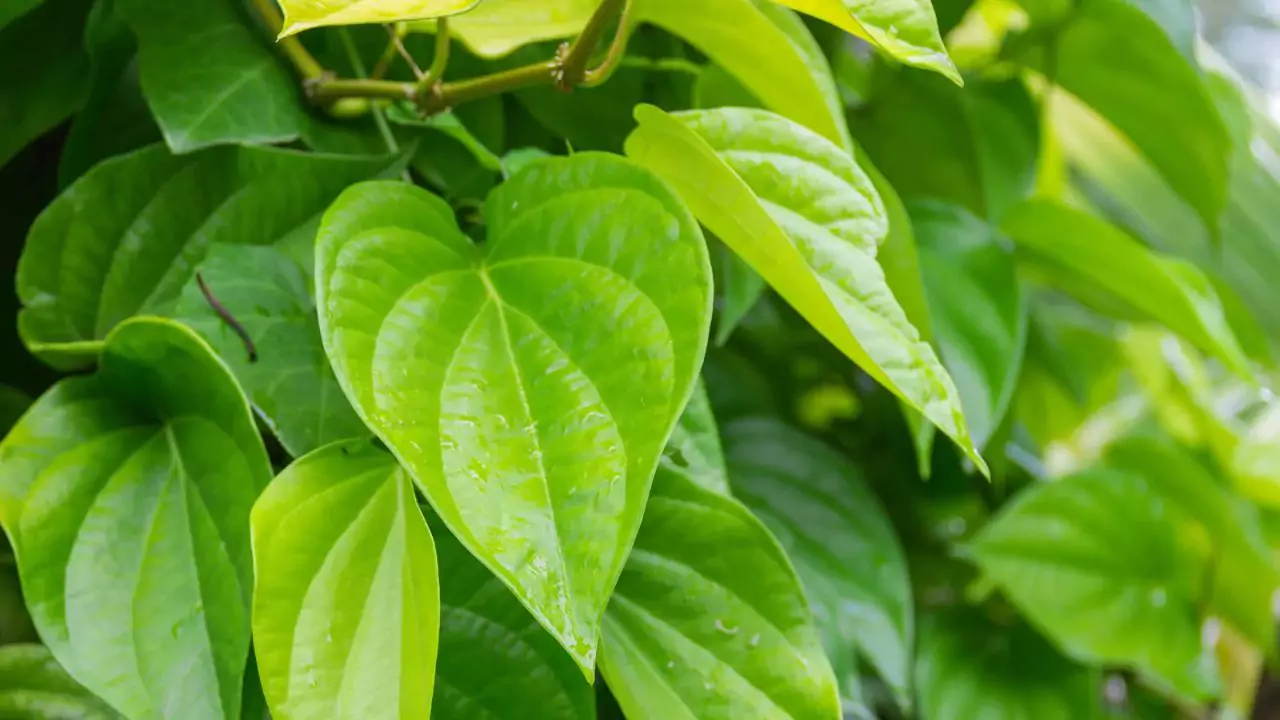 Grower’s Guide for Betel Leaf 4 Growing betel leaf from cuttings
