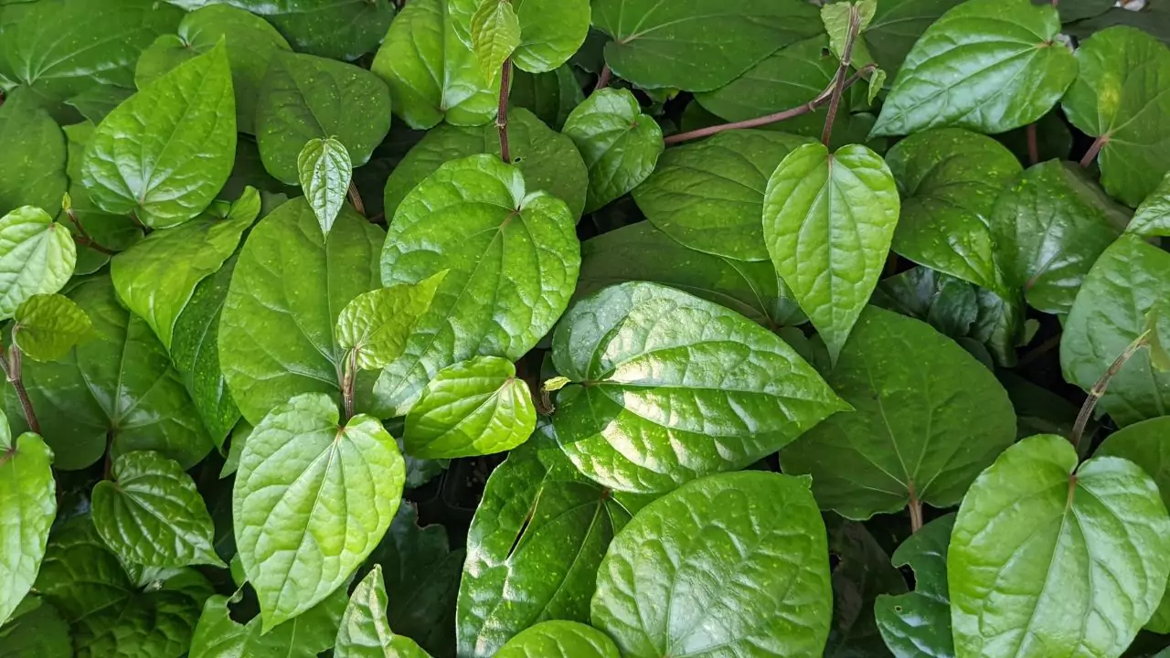 Grower’s Guide for Betel Leaf