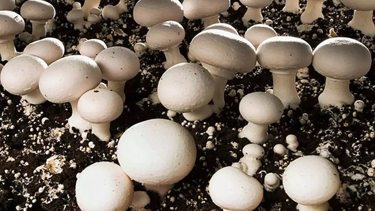 Growing button mushrooms