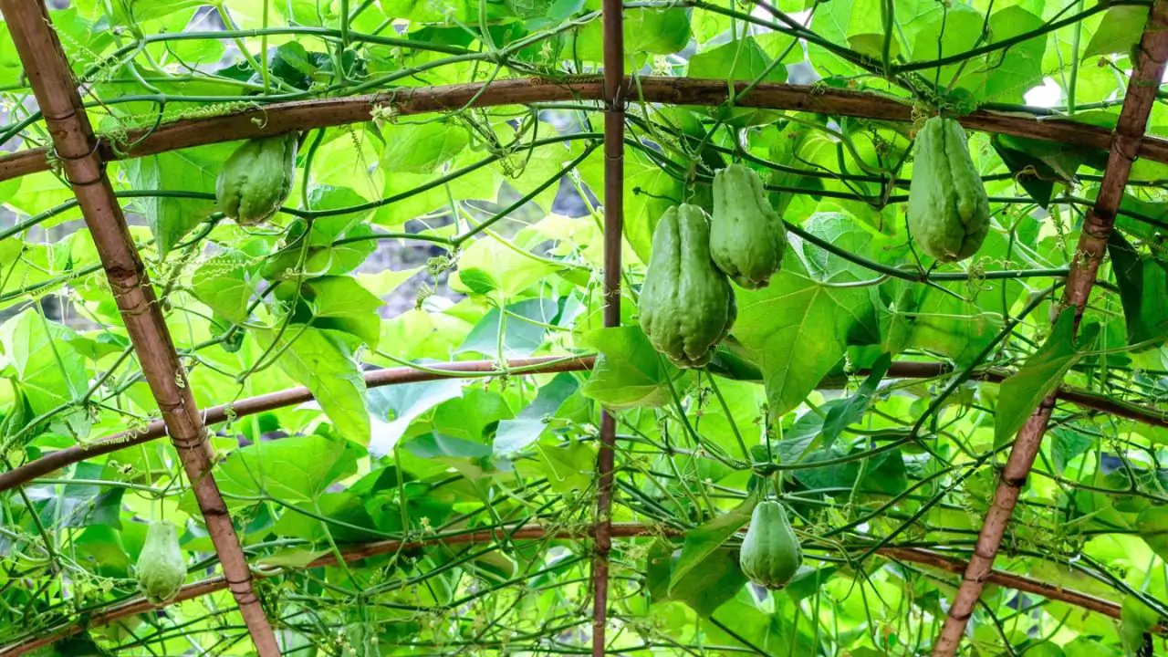 Growers Guide For Chayote